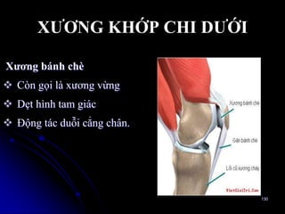 XƢƠNG KHỚP CHI DƢỚI
Xƣơng bánh chè
 Còn gọi là xƣơng vừng
 Dẹt hình tam giác
 Động tác duỗi cẳng chân.
130
 