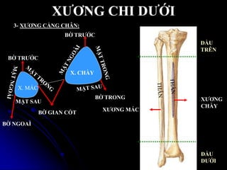 XƢƠNG CHI DƢỚI
3- XƢƠNG CẲNG CHÂN:
ĐẦU
TRÊN
ĐẦU
DƢỚI
XƢƠNG
CHÀY
XƢƠNG MÁC
X. CHÀY
X. MÁC
BỜ TRƢỚC
BỜ TRONG
BỜ GIAN CỐT
BỜ NGOAÌ
BỜ TRƢỚC
MẶT SAU
 