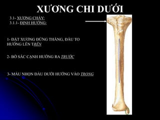 XƢƠNG CHI DƢỚI
3.1- XƢƠNG CHÀY:
3.1.1- ĐỊNH HƢỚNG:
1- ĐẶT XƢƠNG ĐỨNG THẲNG, ĐẦU TO
HƢỚNG LÊN TRÊN
2- BỜ SẮC CẠNH HƢỚNG RA TRƯỚC
3- MẤU NHỌN ĐẦU DƢỚI HƢỚNG VÀO TRONG
 
