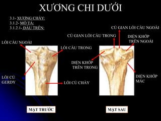 XƢƠNG CHI DƢỚI
3.1- XƢƠNG CHÀY:
3.1.2- MÔ TẢ:
3.1.2.1- ĐẦU TRÊN:
LỒI CỦ CHÀY
LỒI CỦ
GERDY
LỒI CẦU TRONG
LỒI CẦU NGOÀI
DIỆN KHỚP
TRÊN TRONG
DIỆN KHỚP
TRÊN NGOÀI
CỦ GIAN LỒI CẦU NGOÀI
CỦ GIAN LỒI CẦU TRONG
DIỆN KHỚP
MÁC
MẶT SAUMẶT TRƢỚC
 