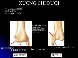XƢƠNG CHI DƢỚI
3.1- XƢƠNG CHÀY:
3.1.2- MÔ TẢ:
3.1.2.2- ĐẦU DƢỚI:
MẶT TRƢỚC MẶT SAU
KHUYẾT MÁC
DIỆN KHỚP DƢỚI MẮT CÁ TRONG
DIỆN KHỐP MẮT CÁ
RÃNH NƠI BÁM
CƠ CHÀY SAU-
CƠ GẤP NGÓN
CÁI DÀI
 