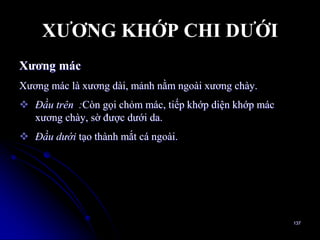 XƢƠNG KHỚP CHI DƢỚI
Xƣơng mác
Xƣơng mác là xƣơng dài, mảnh nằm ngoài xƣơng chày.
 Ðầu trên :Còn gọi chỏm mác, tiếp khớp diện khớp mác
xƣơng chày, sờ đƣợc dƣới da.
 Ðầu dưới tạo thành mắt cá ngoài.
137
 