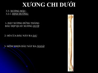 XƢƠNG CHI DƢỚI
3.2- XƢƠNG MÁC:
3.2.1- ĐỊNH HƢỚNG:
1- ĐẶT XƢƠNG ĐỨNG THẲNG
ĐẦU DẸP QUAY XUỐNG DƯỚI
2- HỐ CỦA ĐẦU NÀY RA SAU
3- MÕM NHỌN ĐẦU NÀY RA NGOÀI
 