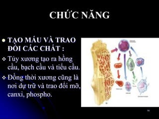 CHỨC NĂNG
 TẠO MÁU VÀ TRAO
ĐỔI CÁC CHẤT :
 Tủy xƣơng tạo ra hồng
cầu, bạch cầu và tiểu cầu.
 Đồng thời xƣơng cũng là
nơi dự trữ và trao đổi mỡ,
canxi, phospho.
14
 