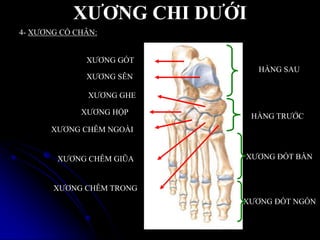 XƢƠNG CHI DƢỚI
4- XƢƠNG CỔ CHÂN:
XƢƠNG GÓT
XƢƠNG SÊN
XƢƠNG GHE
XƢƠNG HỘP
XƢƠNG CHÊM NGOÀI
XƢƠNG CHÊM GIŨA
XƢƠNG CHÊM TRONG
HÀNG SAU
HÀNG TRƢỚC
XƢƠNG ĐỐT BÀN
XƢƠNG ĐỐT NGÓN
 