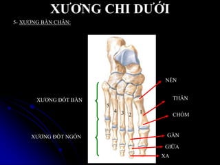 XƢƠNG CHI DƢỚI
XƢƠNG ĐỐT BÀN
XƢƠNG ĐỐT NGÓN
NỀN
CHỎM
THÂN
1
234
5
GẦN
GIỮA
XA
5- XƢƠNG BÀN CHÂN:
 