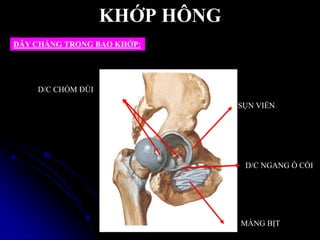 KHỚP HÔNG
DÂY CHẰNG TRONG BAO KHỚP:
MÀNG BỊT
D/C NGANG Ổ CỐI
SỤN VIỀN
D/C CHỎM ĐÙI
 