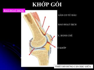 KHỚP GỐI
MÀNG BAO
HOẠT DỊCH
Ổ KHỚP
X. BÁNH CHÈ
BAO HOẠT DỊCH
GÂN CƠ TỨ ĐẦU
THIẾT ĐỒ ĐỨNG CẬN DỌC GIỮA
BAO HOẠT DỊCH:
 
