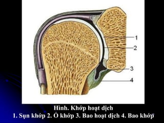 Hình. Khớp hoạt dịch
1. Sụn khớp 2. Ổ khớp 3. Bao hoạt dịch 4. Bao khớp16
 