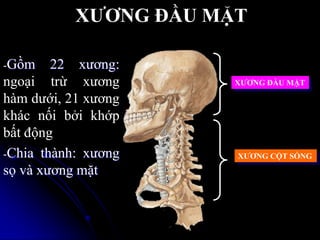 XƢƠNG ĐẦU MẶT
XƢƠNG ĐẦU MẶT
XƢƠNG CỘT SỐNG
-Gồm 22 xƣơng:
ngoại trừ xƣơng
hàm dƣới, 21 xƣơng
khác nối bởi khớp
bất động
-Chia thành: xƣơng
sọ và xƣơng mặt
 
