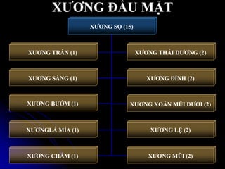 XƢƠNG ĐẦU MẶT
XƢƠNG SỌ (15)
XƢƠNG TRÁN (1) XƢƠNG THÁI DƢƠNG (2)
XƢƠNG SÀNG (1) XƢƠNG ĐỈNH (2)
XƢƠNG CHẨM (1)
XƢƠNG XOĂN MŨI DƢỚI (2)
XƢƠNGLÁ MÍA (1) XƢƠNG LỆ (2)
XƢƠNG BƢỚM (1)
XƢƠNG MŨI (2)
 