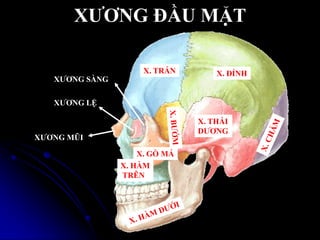 XƢƠNG ĐẦU MẶT
X. TRÁN X. ĐỈNH
X. THÁI
DƢƠNG
X. GÕ MÁ
X. HÀM
TRÊN
XƢƠNG MŨI
XƢƠNG LỆ
XƢƠNG SÀNG
 