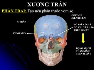 XƢƠNG TRÁN
PHẦN TRAI: Tạo nên phần trƣớc vòm sọ
Ụ TRÁN
CUNG MÀY
BỜ TRÊN Ổ MẮT
CÓ KHUYẾT (LỖ)
TRÊN Ổ MẮT
GỐC MŨI
(GLABELLA)
ĐỘNG MẠCH
THẦN KINH
TRÊN Ổ MẮT
 
