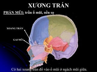 XƢƠNG TRÁN
PHẦN MŨI: trần ổ mũi, nền sọ
GAI MŨI
XOANG TRÁN
Bên trong xƣơng có hai xoang trán đổ vào ổ mũi ở ngách mũi giữa.
Có hai xoang trán đổ vào ổ mũi ở ngách mũi giữa.
 