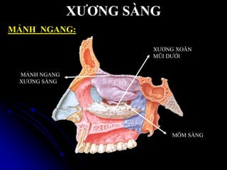 XƢƠNG SÀNG
MẢNH NGANG:
XƢƠNG XOĂN
MŨI DƢỚI
MÕM SÀNG
MẢNH NGANG
XƢƠNG SÀNG
 