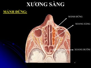 XƢƠNG SÀNG
MẢNH ĐỨNG
XOANG SÀNG
XOANG BƢỚM
MẢNH ĐỨNG:
 
