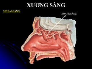 XƢƠNG SÀNG
MÊ ĐẠO SÀNG:
XOANG SÀNG
 