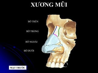 XƢƠNG MŨI
BỜ TRÊN
BỜ TRONG
BỜ NGOÀI
BỜ DƢỚI
MẶT TRƢỚC
 