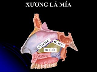 XƢƠNG LÁ MÍA
BỜ DƢỚI
 