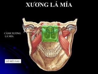 XƢƠNG LÁ MÍA
CÁNH XƢƠNG
LÁ MÍA
LỖ MŨI SAU
 