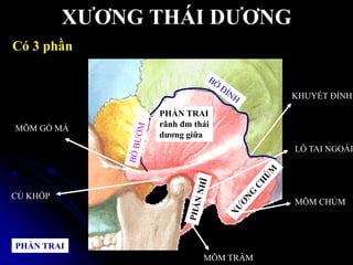 XƢƠNG THÁI DƢƠNG
PHẦN TRAI
rãnh đm thái
dƣơng giữa
MÕM GÕ MÁ
CỦ KHỚP
KHUYẾT ĐỈNH
PHẦN TRAI
LỖ TAI NGOÀI
MÕM CHỦM
MÕM TRÂM
Có 3 phần
 