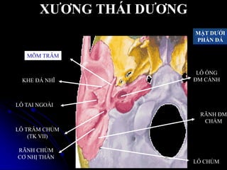 XƢƠNG THÁI DƢƠNG
MẶT DƢỚI
PHẦN ĐÁ
MÕM TRÂM
KHE ĐÁ NHĨ
LỖ TAI NGOÀI
LỖ TRÂM CHỦM
(TK VII)
RÃNH CHỦM
CƠ NHỊ THÂN
LỖ ỐNG
ĐM CẢNH
LỖ CHỦM
RÃNH ĐM
CHẨM
 