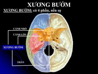 XƢƠNG BƢỚM
XƢƠNG BƢỚM
CÁNH NHỎ
CÁNH LỚN
THÂN
XƢƠNG BƢỚM: có 4 phần, nền sọ
 