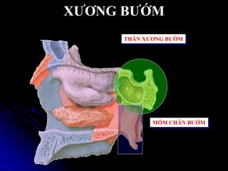 XƢƠNG BƢỚM
THÂN XƢƠNG BƢỚM
MÕM CHÂN BƢỚM
 