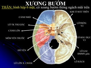 XƢƠNG BƢỚM
KHE Ổ MẮT TRÊN
CÁNH NHỎ
LỖ TK THỊ GIÁC
CÁNH LỚN
MÕM YÊN TRƢỚC
HỐ YÊN
LỖ LỚN X. CHẨM
LỖ RÁCH
LỖTRÕN:
V2
LỖ GAI
ĐMMN giữa
LỖ BẦU DỤC:
V3
THÂN: hình hộp 6 mặt, có xoang bƣớm thông ngách mũi trên
 