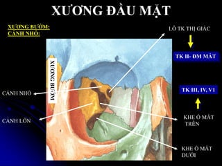 XƢƠNG ĐẦU MẶT
XƢƠNG BƢỚM:
CÁNH NHỎ:
XƢƠNGBƢỚM
CÁNH NHỎ
CÁNH LỚN
KHE Ổ MẮT
TRÊN
LỖ TK THỊ GIÁC
KHE Ổ MẮT
DƢỚI
TK III, IV, V1
TK II- ĐM MẮT
 