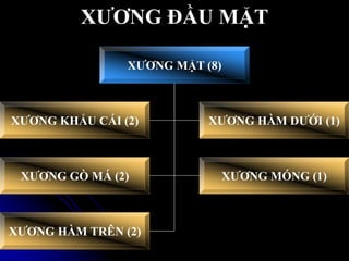 XƢƠNG ĐẦU MẶT
XƢƠNG MẶT (8)
XƢƠNG KHẨU CÁI (2) XƢƠNG HÀM DƢỚI (1)
XƢƠNG GÕ MÁ (2) XƢƠNG MÓNG (1)
XƢƠNG HÀM TRÊN (2)
 