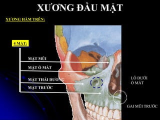 XƢƠNG ĐẦU MẶT
XƢƠNG HÀM TRÊN:
4 MẶT:
MẶT MŨI
MẶT Ổ MẮT
MẶT THÁI DƢƠNG
MẶT TRƢỚC
LỖ DƢỚI
Ổ MẮT
GAI MŨI TRƢỚC
 