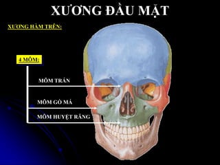 XƢƠNG ĐẦU MẶT
XƢƠNG HÀM TRÊN:
4 MÕM:
MÕM TRÁN
MÕM GÕ MÁ
MÕM HUYỆT RĂNG
 