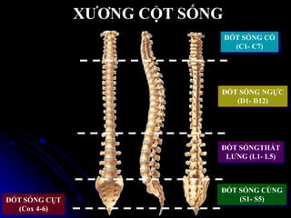 XƢƠNG CỘT SỐNG
ĐỐT SỐNG CỔ
(C1- C7)
ĐỐT SỐNG NGỰC
(D1- D12)
ĐỐT SỐNGTHẮT
LƢNG (L1- L5)
ĐỐT SỐNG CÙNG
(S1- S5)ĐỐT SỐNG CỤT
(Cox 4-6)
 