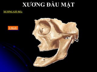 XƢƠNG ĐẦU MẶT
XƢƠNG GÕ MÁ:
3 MẶT:
 