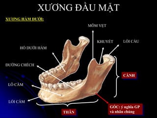 XƢƠNG ĐẦU MẶT
XƢƠNG HÀM DƢỚI:
CÀNH
THÂN
LỒI CẦU
MÕM VẸT
KHUYẾT
HỐ DƢỚI HÀM
LỖ CẰM
LỒI CẰM
ĐƢỜNG CHẾCH
GÓC: ý nghĩa GP
và nhân chủng
 