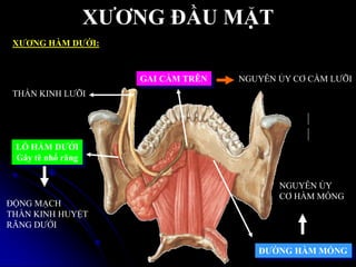 XƢƠNG ĐẦU MẶT
XƢƠNG HÀM DƢỚI:
THẦN KINH LƢỠI
ĐỘNG MẠCH
THẦN KINH HUYỆT
RĂNG DƢỚI
GAI CẰM TRÊN
LỖ HÀM DƢỚI
Gây tê nhổ răng
NGUYÊN ỦY CƠ CẰM LƢỠI
ĐƢỜNG HÀM MÓNG
NGUYÊN ỦY
CƠ HÀM MÓNG
 