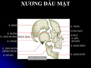 XƢƠNG ĐẦU MẶT
NHÌN NGHIÊNG
X. ĐỈNH X. TRÁN
X. HÀM TRÊN
X. HÀM DƢỚI
X. THÁI DƢƠNG(PHẦN TRAI)
X. THÁI DƢƠNG
(MÕM CHỦM)
X. MŨI
X. GÕ MÁ
X. BƢỚM
X. CHẨM
CUNG MÀY
Ổ MẮT
HỐ MŨI
 