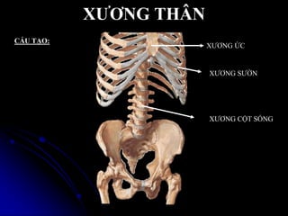 XƢƠNG THÂN
CẤU TẠO:
XƢƠNG ỨC
XƢƠNG SƢỜN
XƢƠNG CỘT SỐNG
 