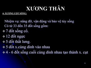 Nhiệm vụ: nâng đỡ, vận động và bảo vệ tủy sống
Có từ 33 đến 35 đốt sống gồm:
 7 đốt sống cổ.
 12 đốt ngực
 5 đốt thắt lƣng.
 5 đốt x.cùng dính vào nhau
 4 - 6 đốt sống cuối cùng dính nhau tạo thành x. cụt
58
XƢƠNG THÂN
4- XƢƠNG CỘT SỐNG:
 