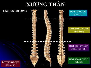 XƢƠNG THÂN
4- XƢƠNG CỘT SỐNG: ĐỐT SỐNG CỔ
(C1- C7)
ĐỐT SỐNG NGỰC
(D1- D12)
ĐỐT SỐNGTHẮT
LƢNG (L1- L5)
ĐỐT SỐNG CÙNG
(S1- S5)ĐỐT SỐNG CỤT
(Cox 4-6)
 