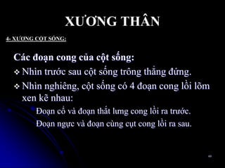 Các đoạn cong của cột sống:
 Nhìn trƣớc sau cột sống trông thẳng đứng.
 Nhìn nghiêng, cột sống có 4 đoạn cong lồi lõm
xen kẽ nhau:
Đoạn cổ và đoạn thắt lƣng cong lồi ra trƣớc.
Đoạn ngực và đoạn cùng cụt cong lồi ra sau.
60
XƢƠNG THÂN
4- XƢƠNG CỘT SỐNG:
 