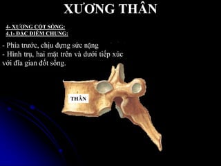 XƢƠNG THÂN
4- XƢƠNG CỘT SỐNG:
4.1- ĐẶC ĐIỄM CHUNG:
THÂN
- Phía trƣớc, chịu đựng sức nặng
- Hình trụ, hai mặt trên và dƣới tiếp xúc
với đĩa gian đốt sống.
 