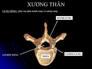 XƢƠNG THÂN
CUNG SỐNG: phía sau gồm mảnh cung và cuống cung
THÂN
CUỐNG CUNG
MẢNH CUNG
LỔ ĐỐT SỐNG
 