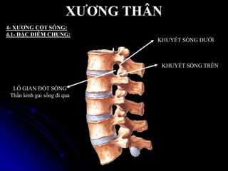 XƢƠNG THÂN
4- XƢƠNG CỘT SỐNG:
4.1- ĐẶC ĐIỄM CHUNG:
KHUYẾT SỐNG DƢỚI
KHUYẾT SỐNG TRÊN
LỖ GIAN ĐỐT SỐNG
Thần kinh gai sống đi qua
 