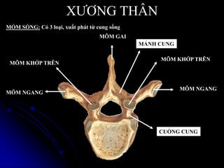XƢƠNG THÂN
MỎM SỐNG: Có 3 loại, xuất phát từ cung sống
MÕM NGANG
MÕM GAI
MÕM NGANG
MÕM KHỚP TRÊN
MÕM KHỚP TRÊN
CUỐNG CUNG
MẢNH CUNG
 