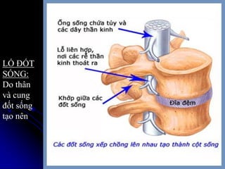 69
LỔ ĐỐT
SỐNG:
Do thân
và cung
đốt sống
tạo nên
 