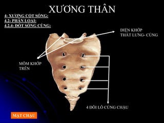 XƢƠNG THÂN4- XƢƠNG CỘT SỐNG:
4.2- PHÂN LOẠI:
4.2.4- ĐỐT SỐNG CÙNG:
4 ĐÔI LỖ CÙNG CHẬU
DIỆN KHỚP
THẮT LƢNG- CÙNG
MÕM KHỚP
TRÊN
MẶT CHẬU
 