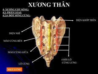 XƢƠNG THÂN
DIỆN NHĨ
DIỆN KHỚP TRÊN
4 ĐÔI LỖ
CÙNG LƢNG
MÀO CÙNG BÊN
MÀO CÙNG GIỮA
LỖ CÙNG
4- XƢƠNG CỘT SỐNG:
4.2- PHÂN LOẠI:
4.2.4- ĐỐT SỐNG CÙNG:
MẶT LƢNG
 