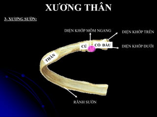 XƢƠNG THÂN
CỔCỦ
DIỆN KHỚP TRÊN
DIỆN KHỚP DƢỚI
DIỆN KHỚP MÕM NGANG
RÃNH SƢỜN
ĐẦU
3- XƢƠNG SƢỜN:
 